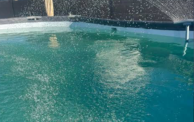 Why Does My Phoenix Pool Keep Getting Algae?